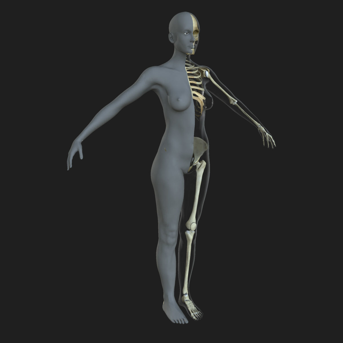 Male Female Skeleton with Skin Texture Collection 3D model_12
