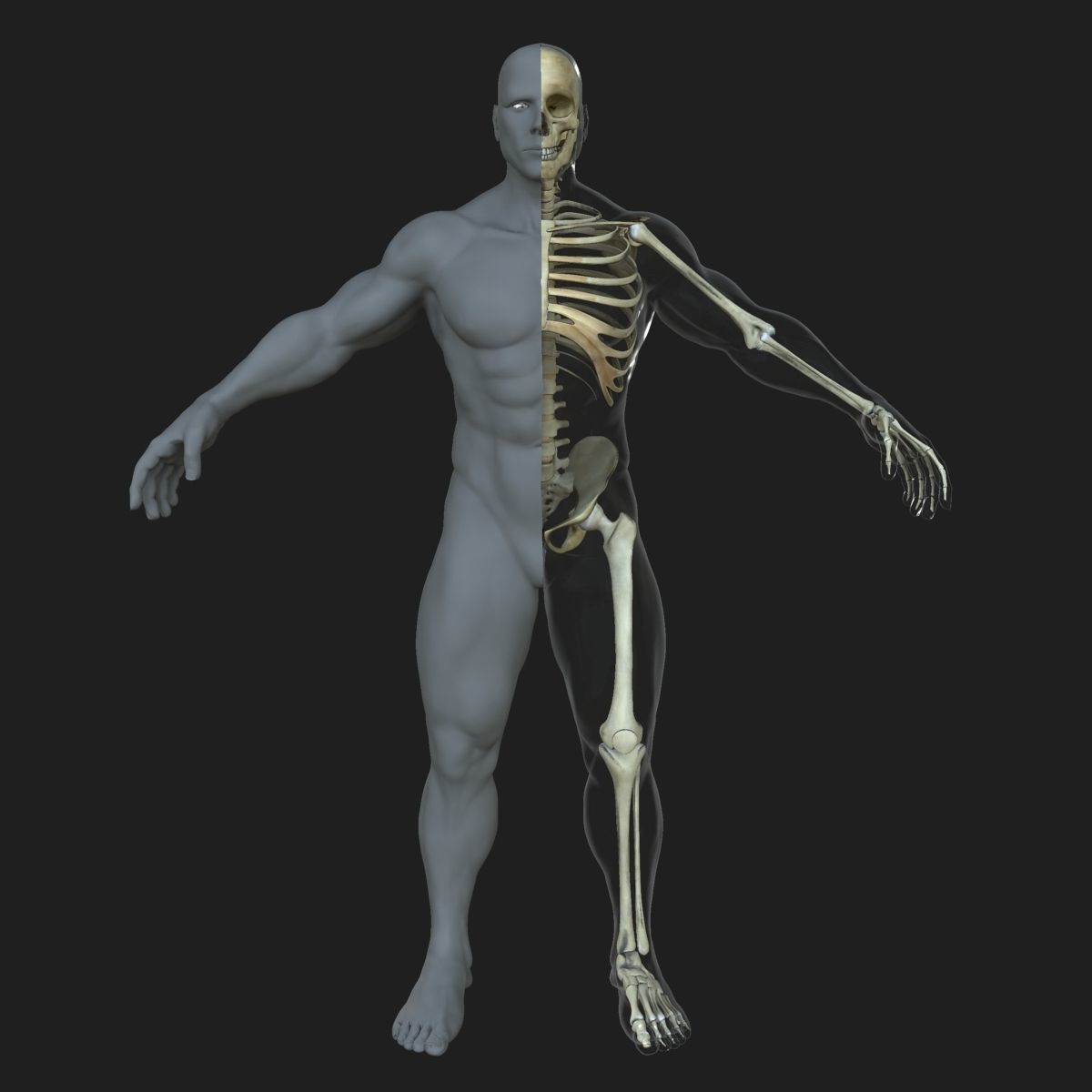 Male Female Skeleton with Skin Texture Collection 3D model_5