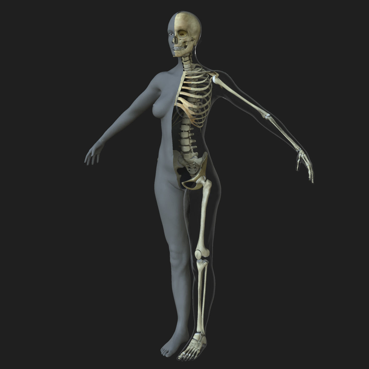 Male Female Skeleton with Skin Texture Collection 3D model_13
