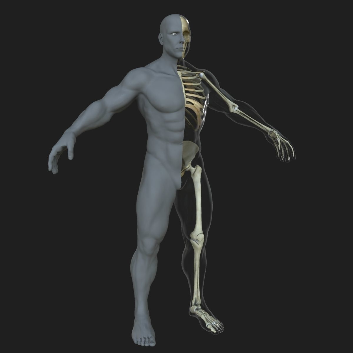 Male Female Skeleton with Skin Texture Collection 3D model_8