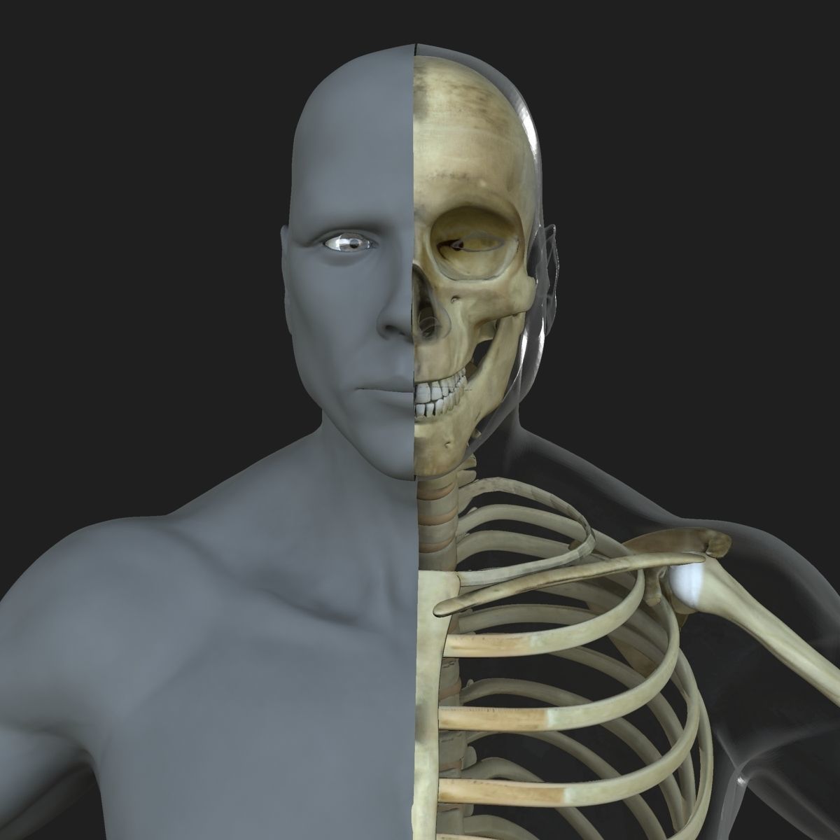 Male Female Skeleton with Skin Texture Collection 3D model_6
