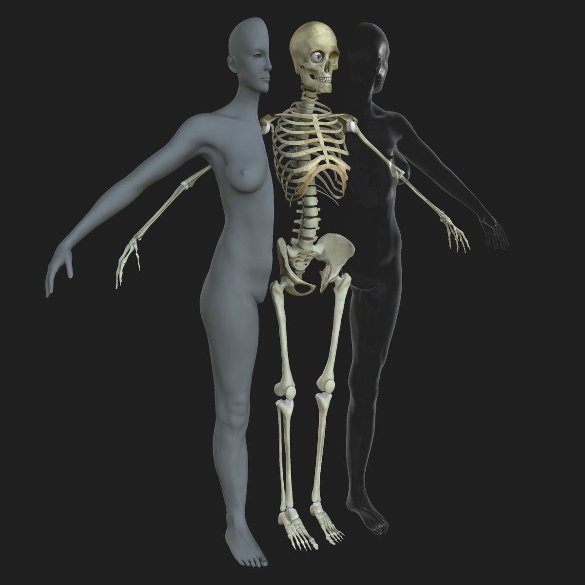 Male Female Skeleton with Skin Texture Collection 3D model_4