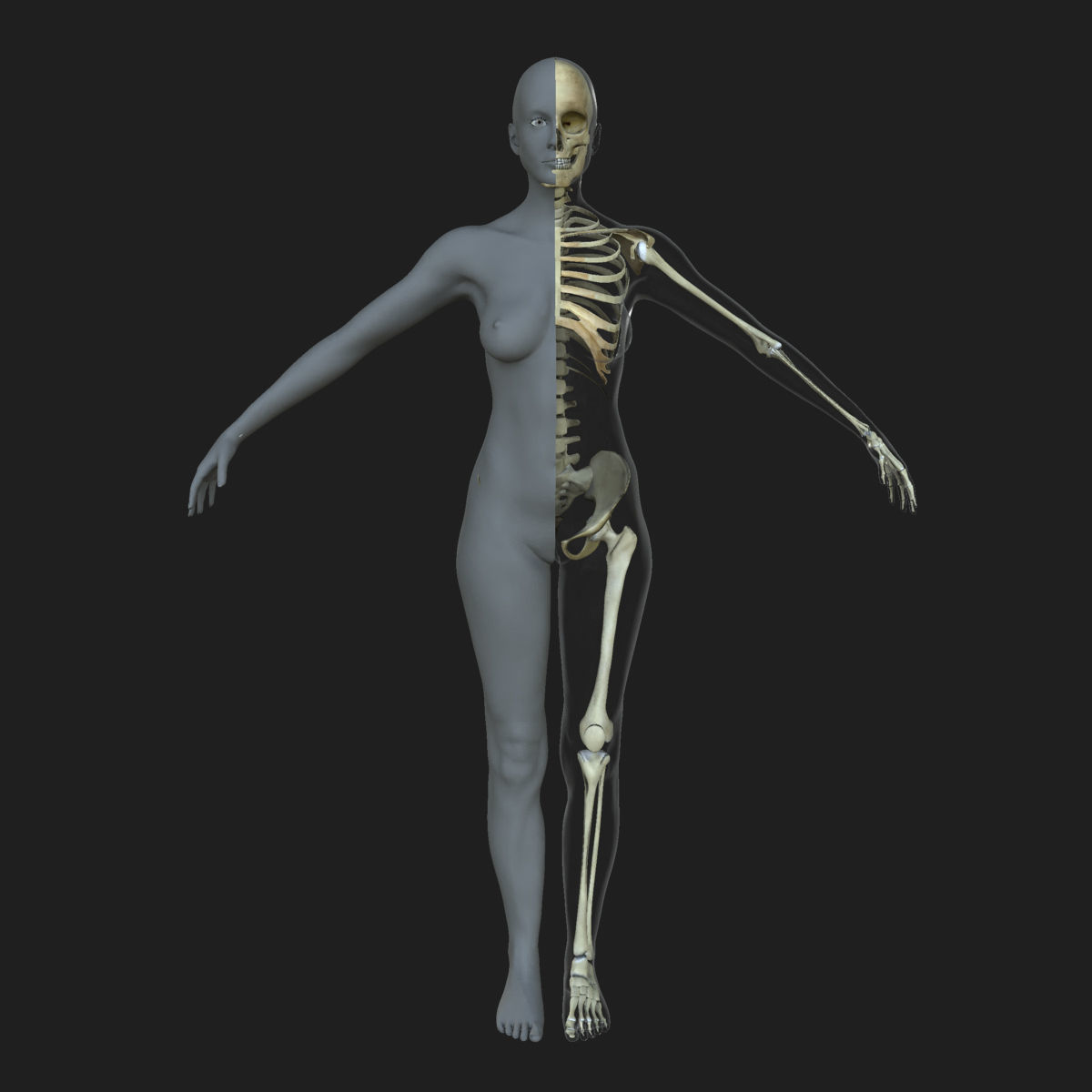 Male Female Skeleton with Skin Texture Collection 3D model_2