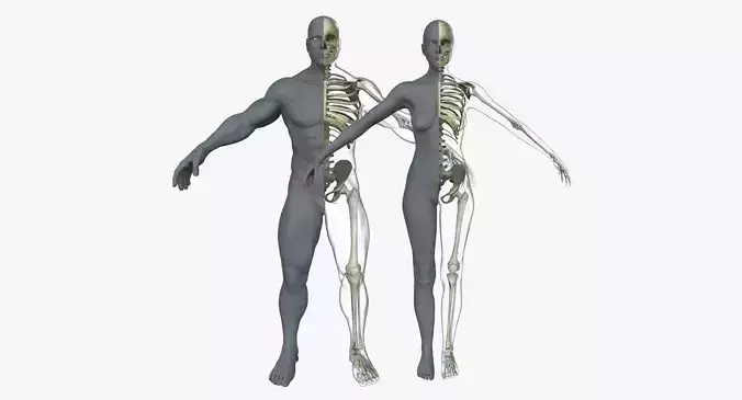 Male Female Skeleton with Skin Texture Collection 3D model Male Female Skeleton with Skin Texture Collection 3D model