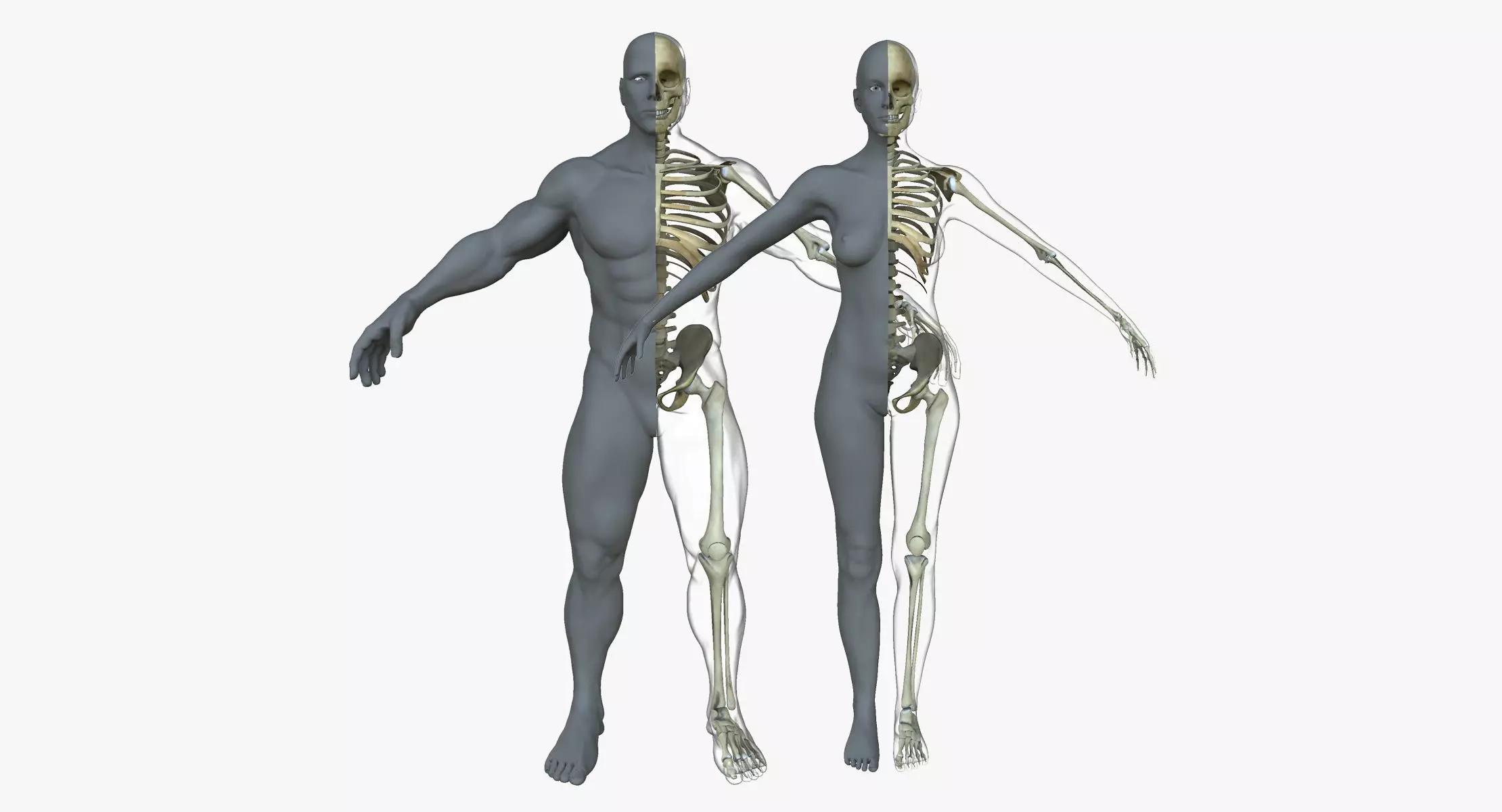 Male Female Skeleton with Skin Texture Collection 3D model_0