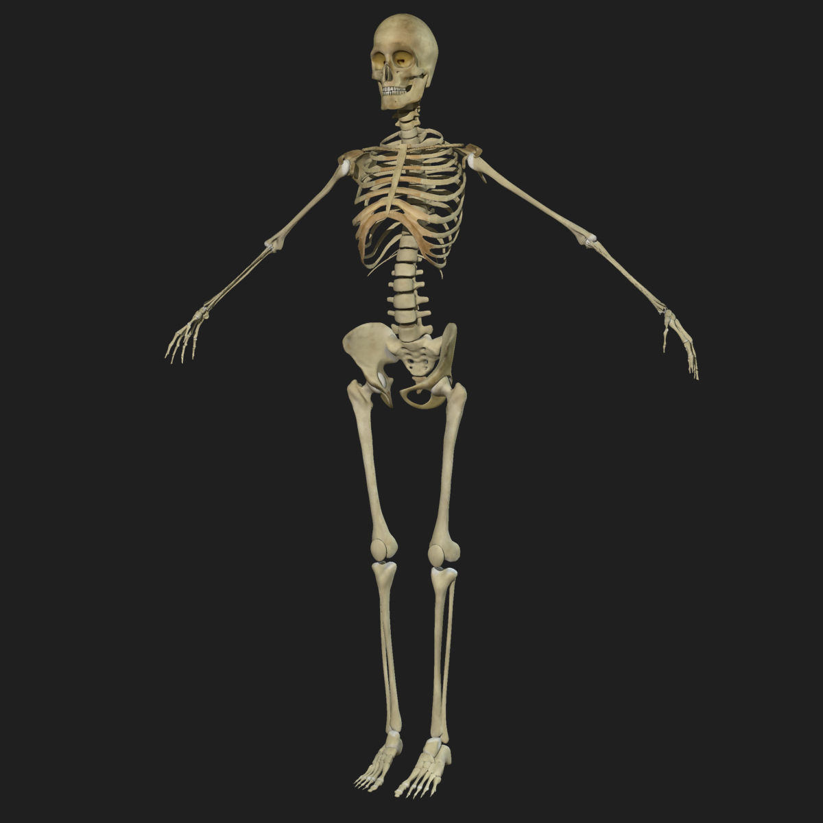 Male Female Skeleton with Skin Texture Collection 3D model_17