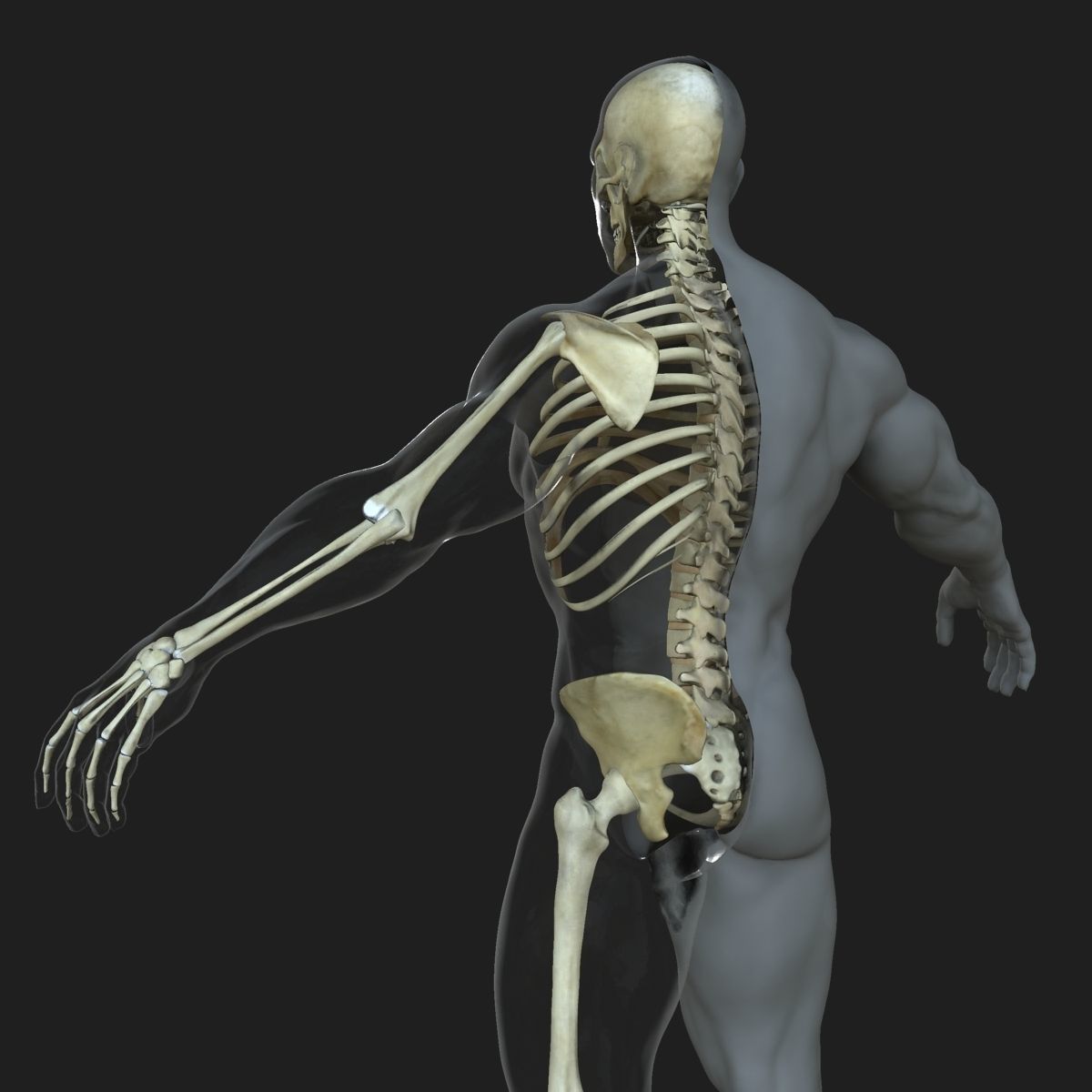 Male Female Skeleton with Skin Texture Collection 3D model_10