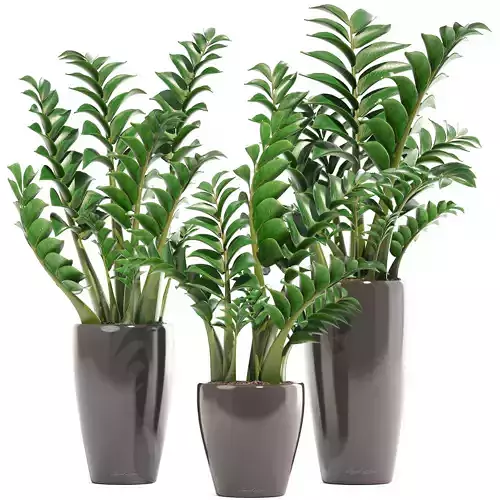 Zamioculcas set plants