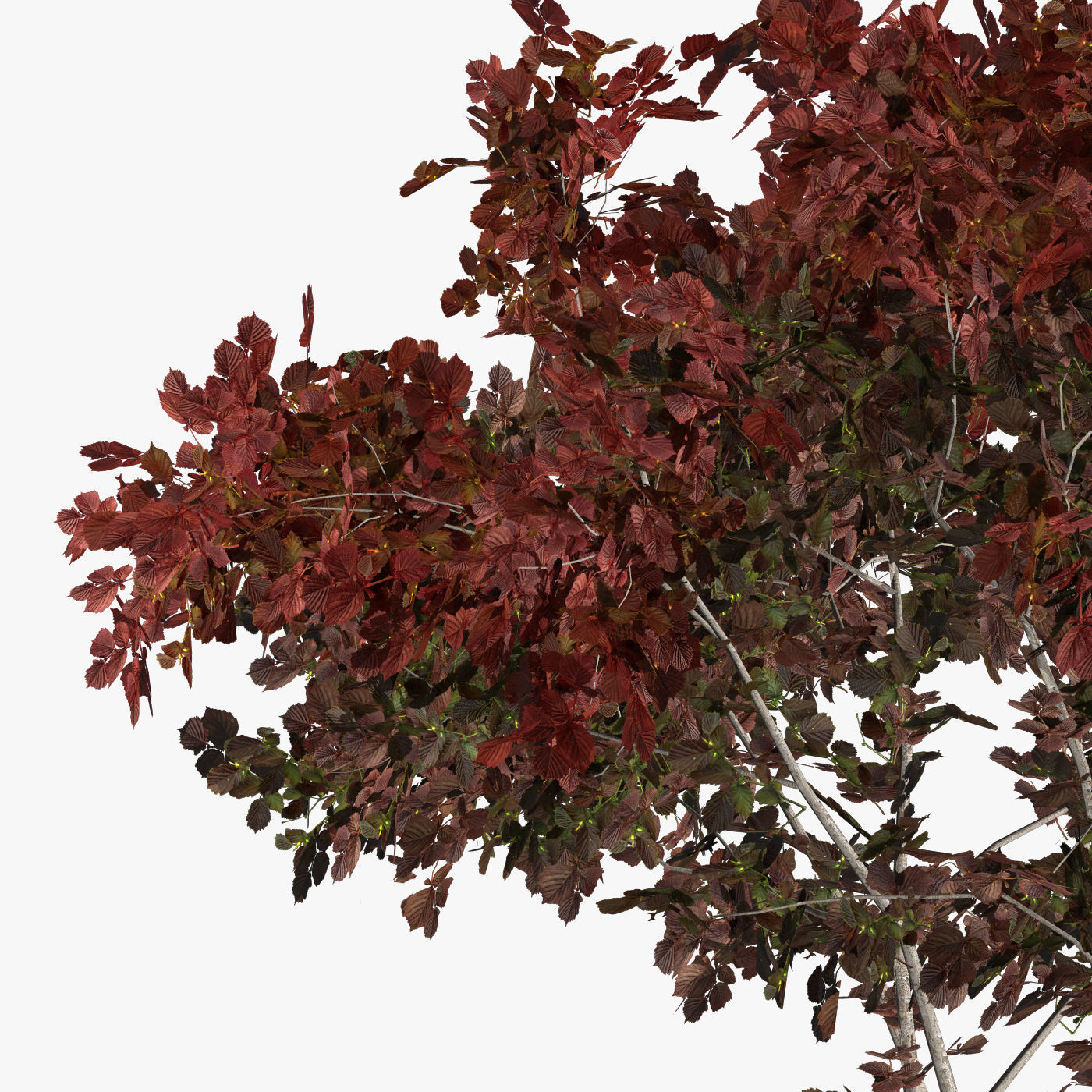 Hazelnut tree red 3D model_5