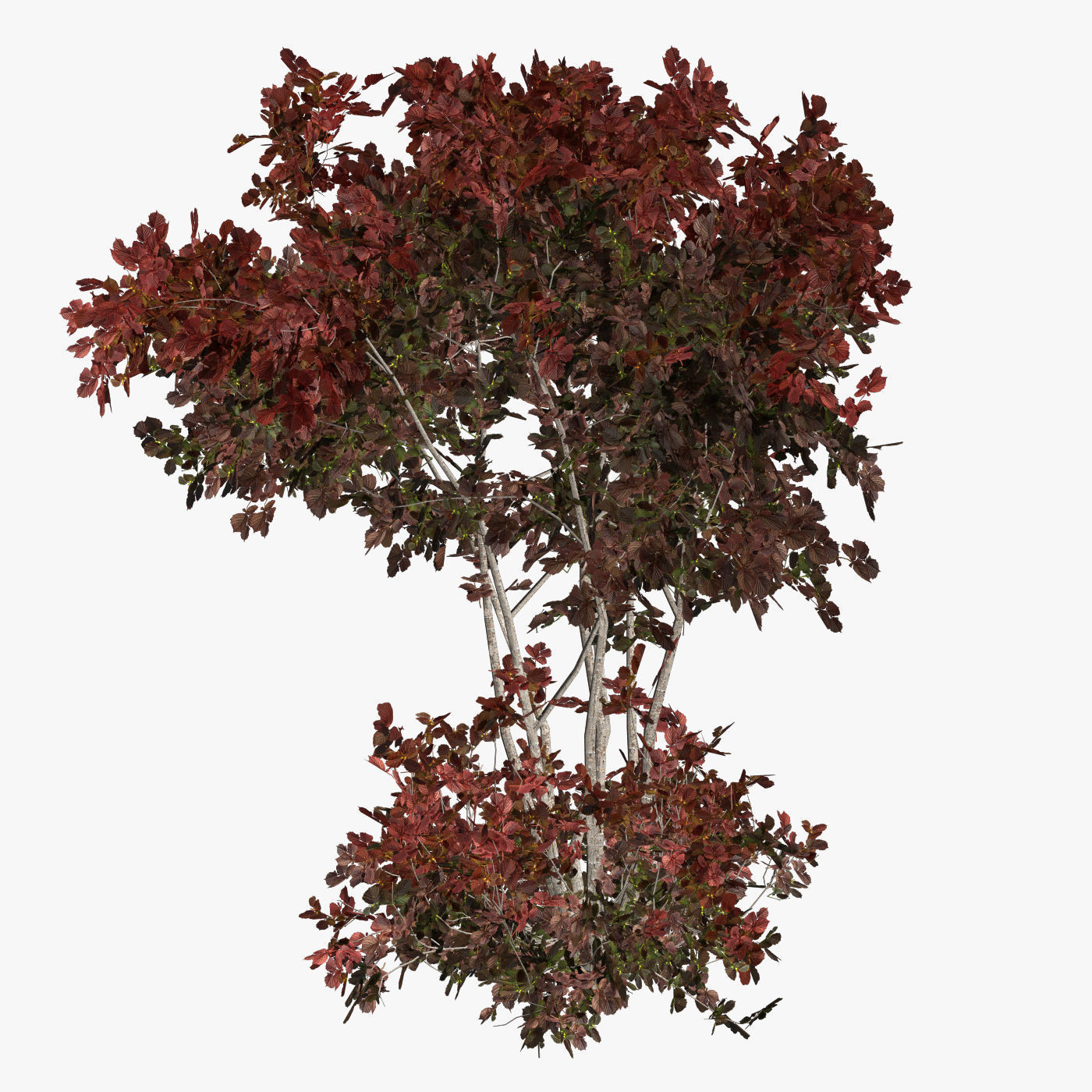 Hazelnut tree red 3D model_1