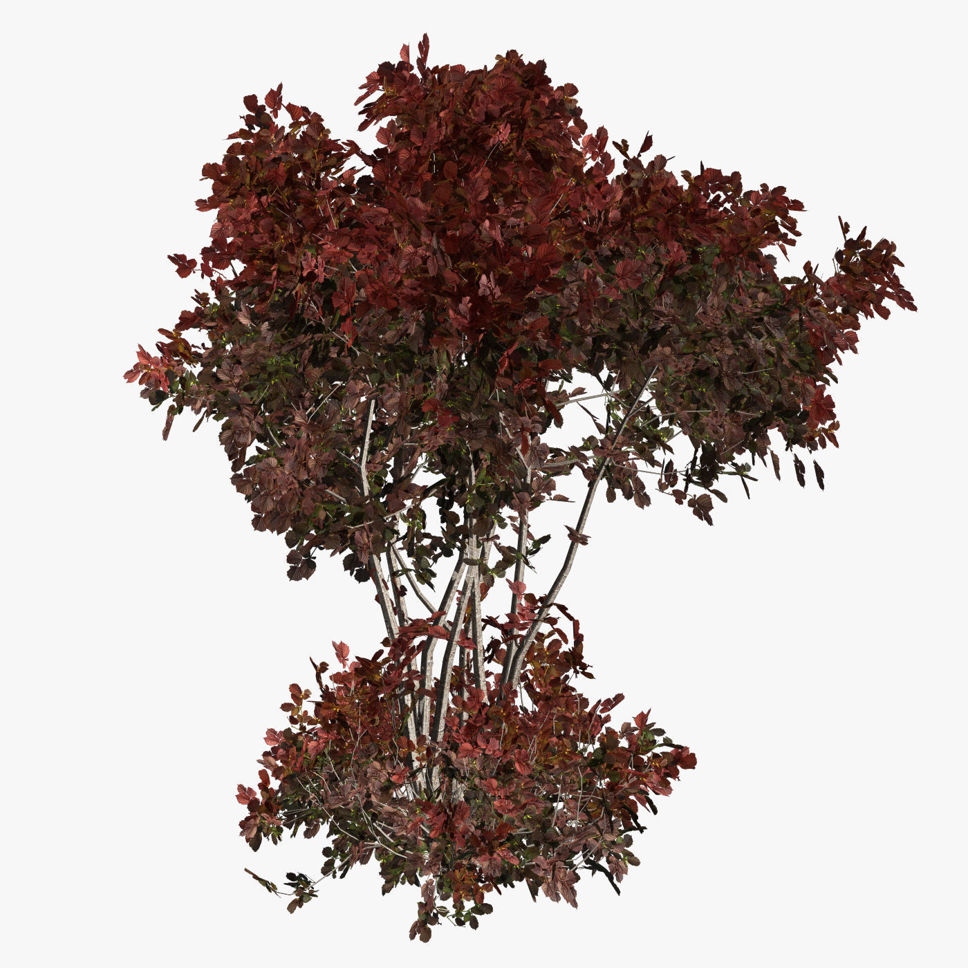 Hazelnut tree red 3D model_4