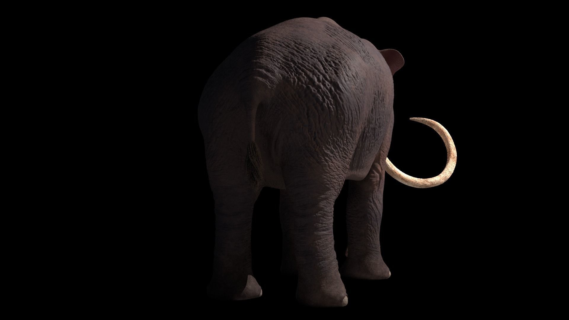 Columbian Mammoth - Mammuthus Columbi 3D model_3