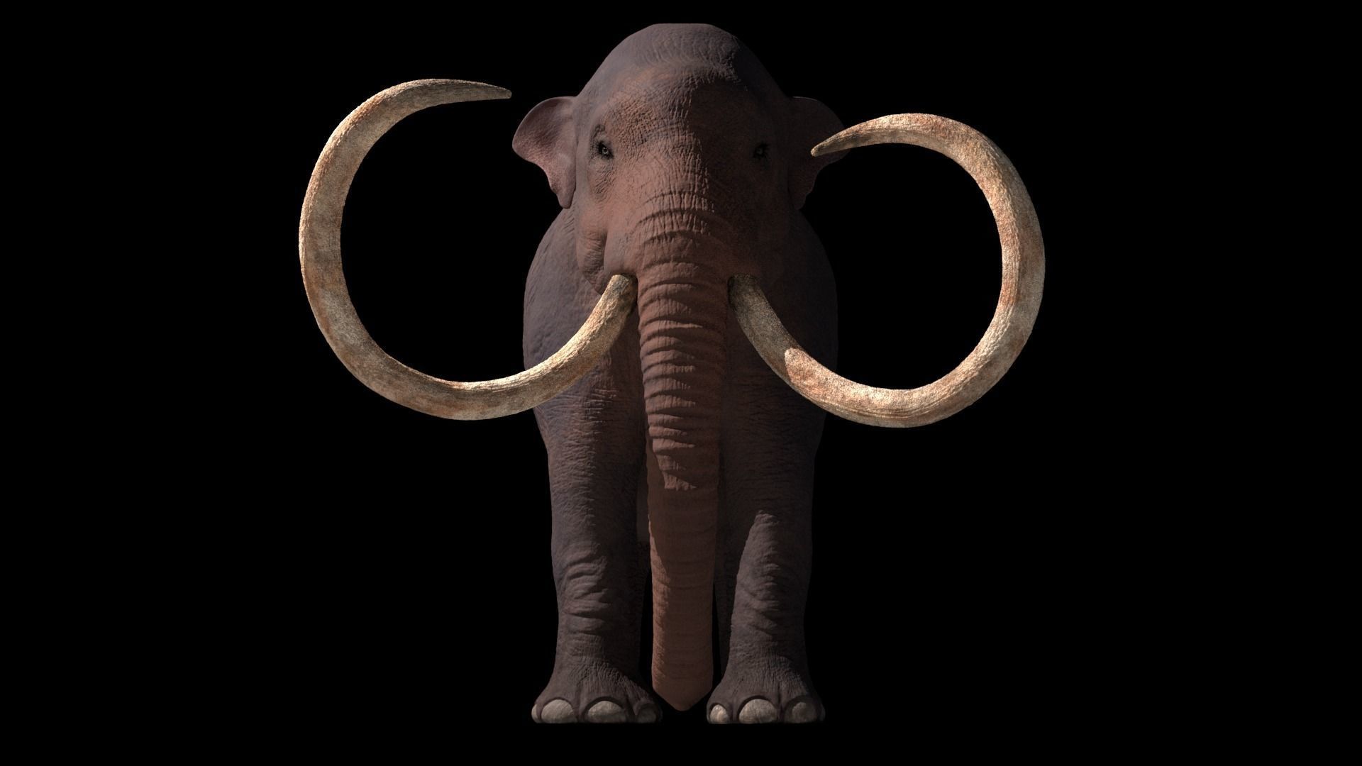Columbian Mammoth - Mammuthus Columbi 3D model_2