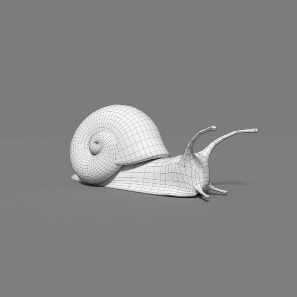 Snail 3D model_2