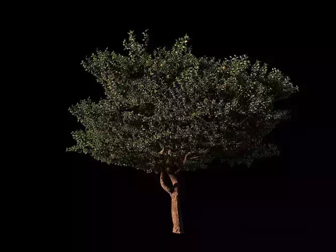 Tree model  3D model
