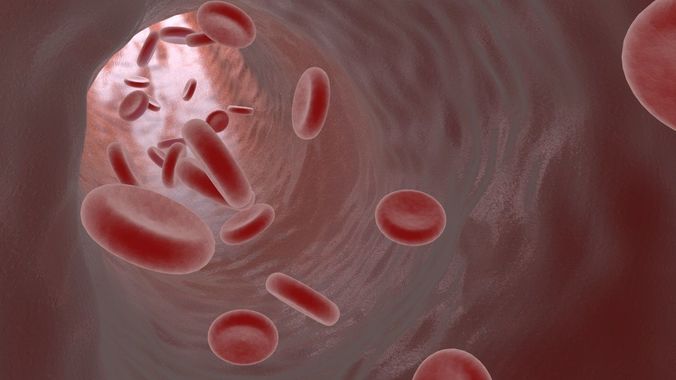 Blood Vessel  3D model