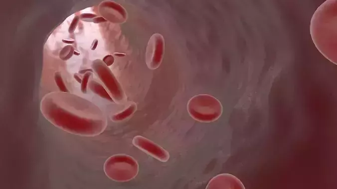 Blood Vessel  3D model