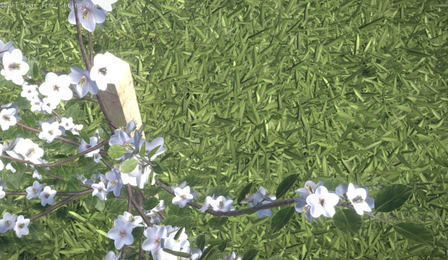 Small Pear Tree Spring 2 Meter Low-poly 3D model_76