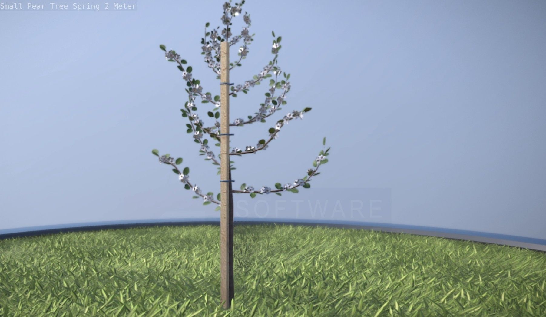 Small Pear Tree Spring 2 Meter Low-poly 3D model_22