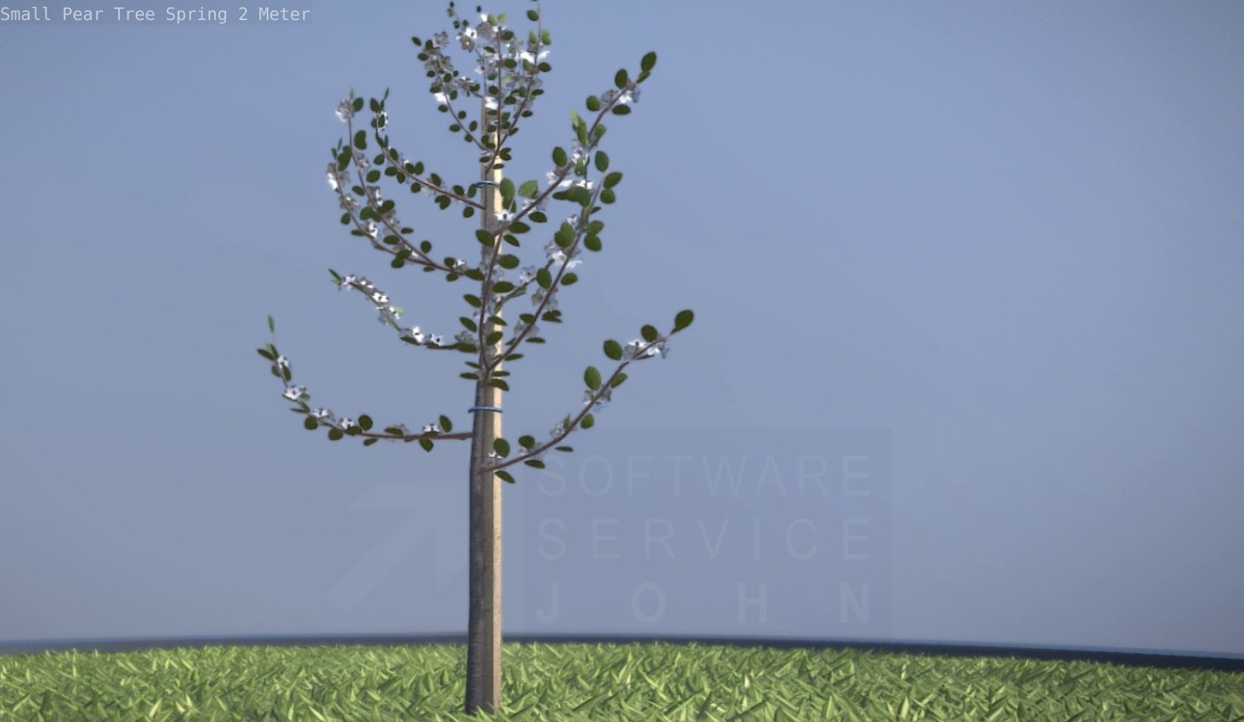 Small Pear Tree Spring 2 Meter Low-poly 3D model_33