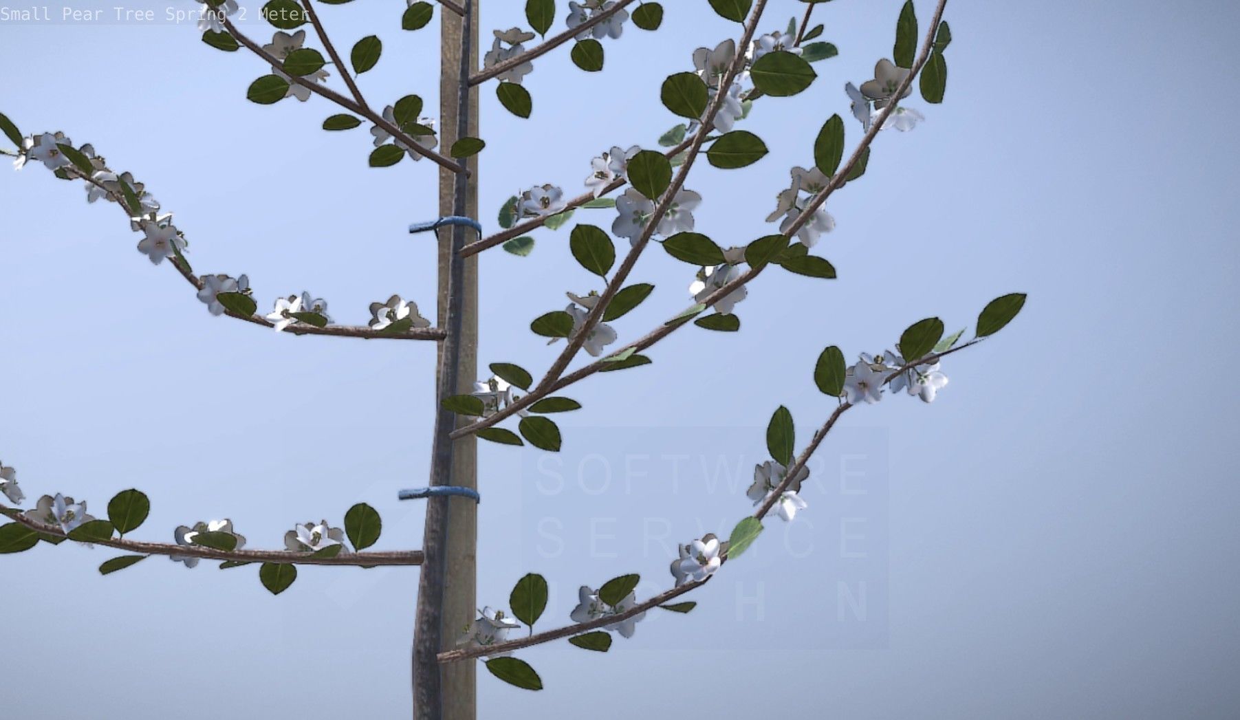 Small Pear Tree Spring 2 Meter Low-poly 3D model_74