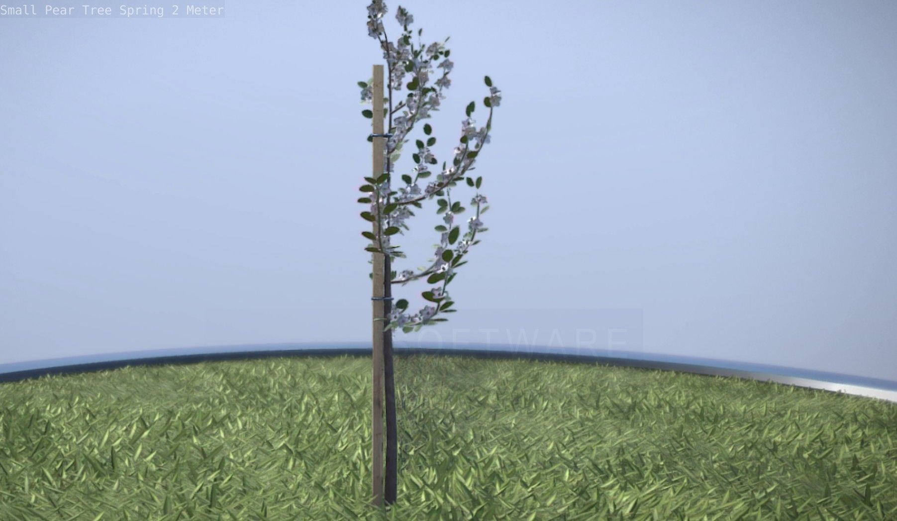 Small Pear Tree Spring 2 Meter Low-poly 3D model_20