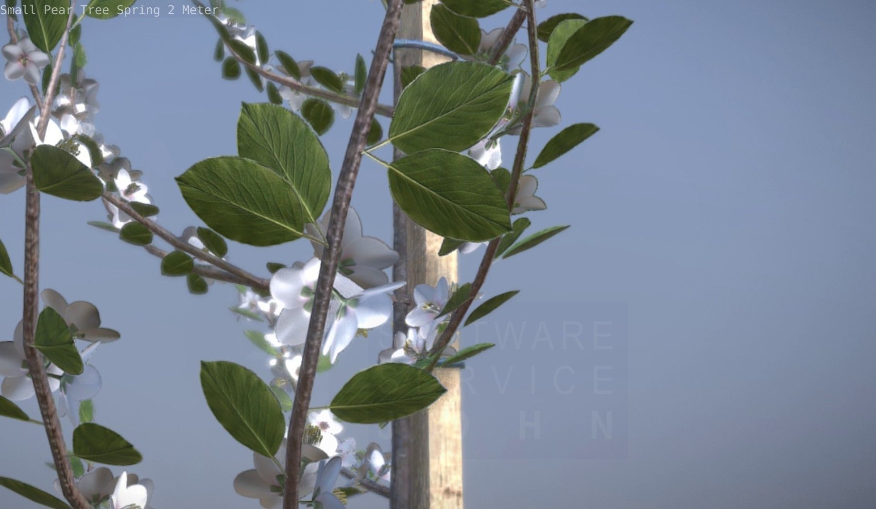 Small Pear Tree Spring 2 Meter Low-poly 3D model_51