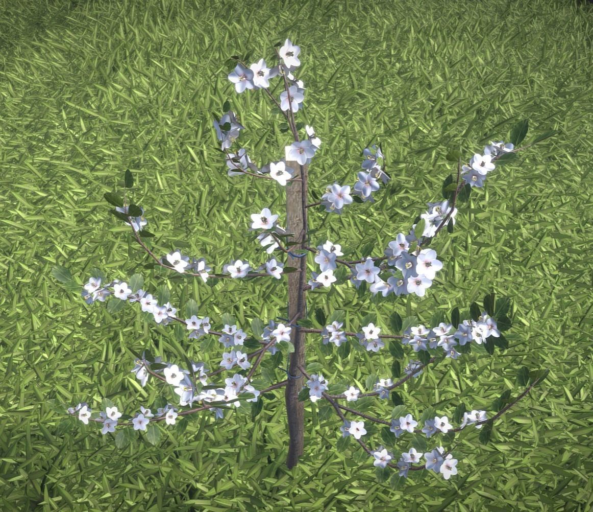 Small Pear Tree Spring 2 Meter Low-poly 3D model_7