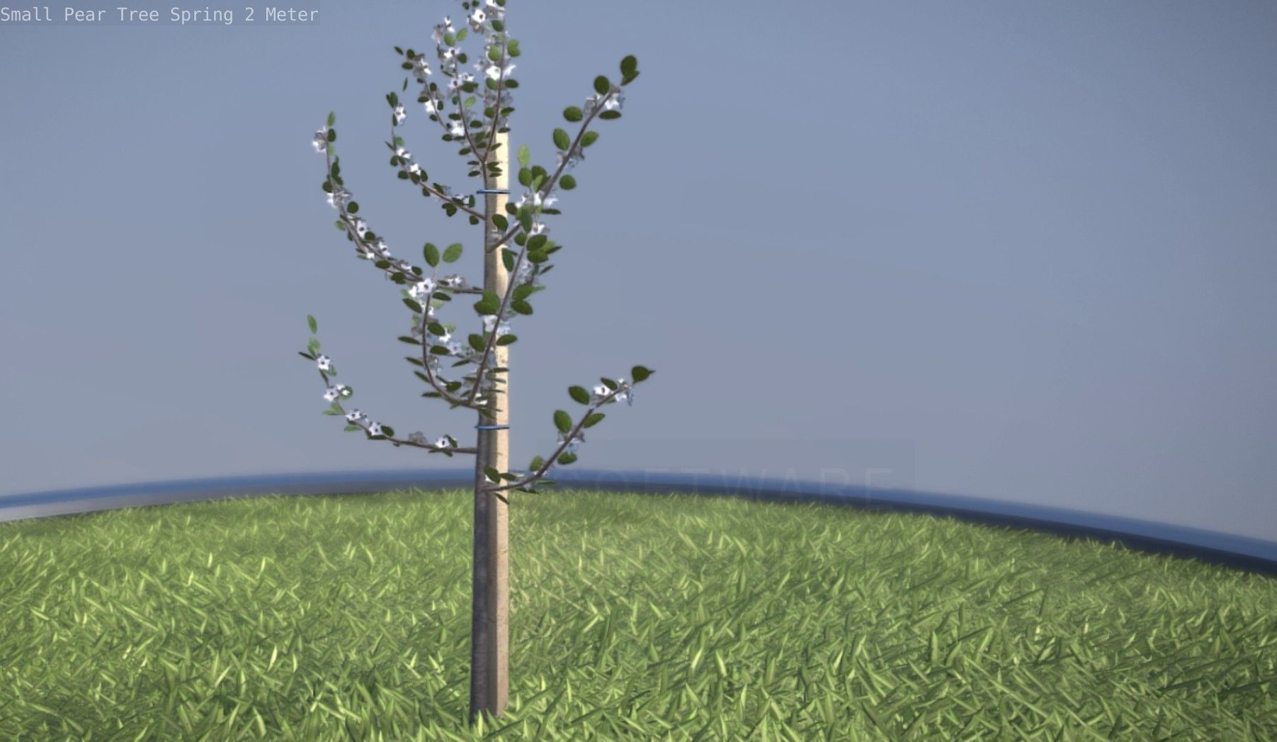 Small Pear Tree Spring 2 Meter Low-poly 3D model_14