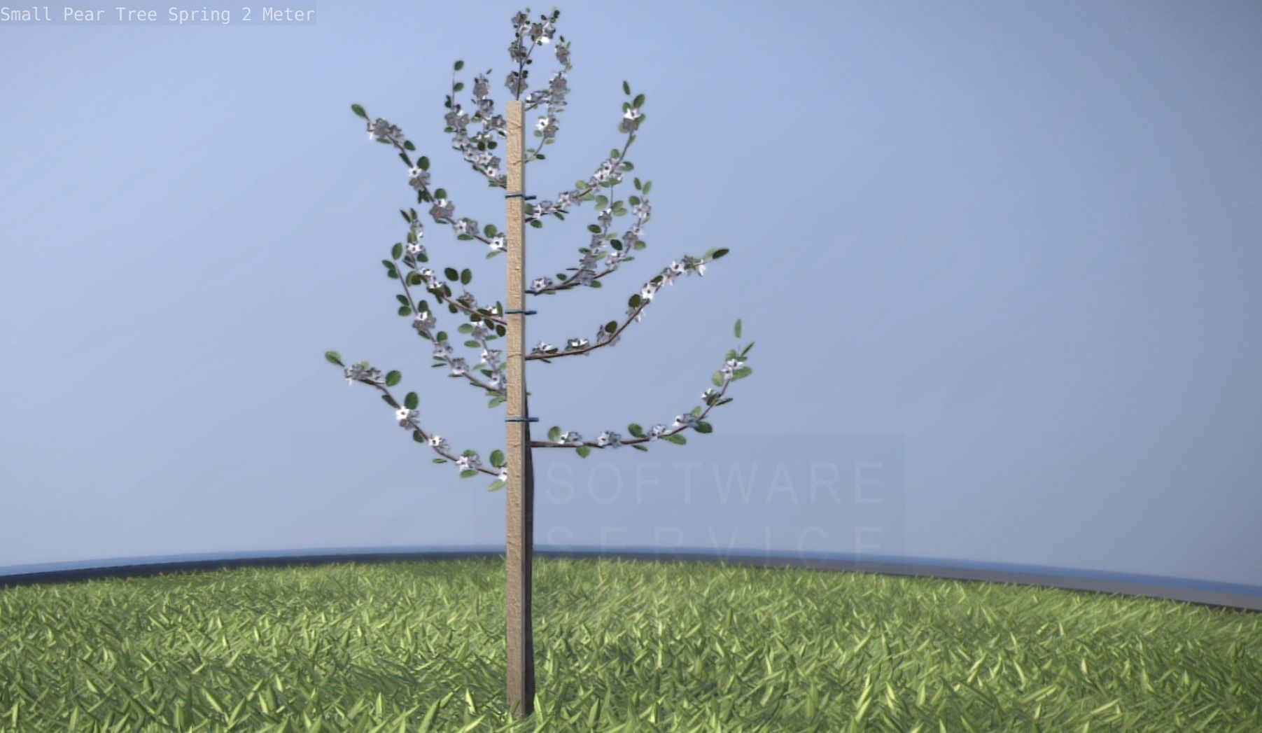 Small Pear Tree Spring 2 Meter Low-poly 3D model_24