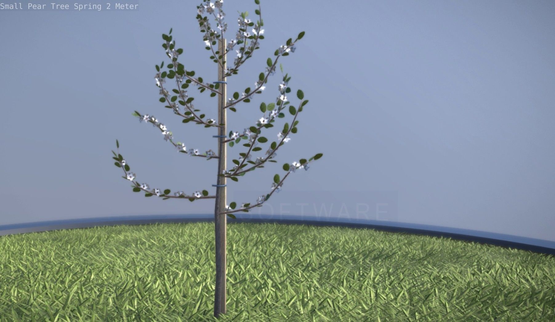 Small Pear Tree Spring 2 Meter Low-poly 3D model_19