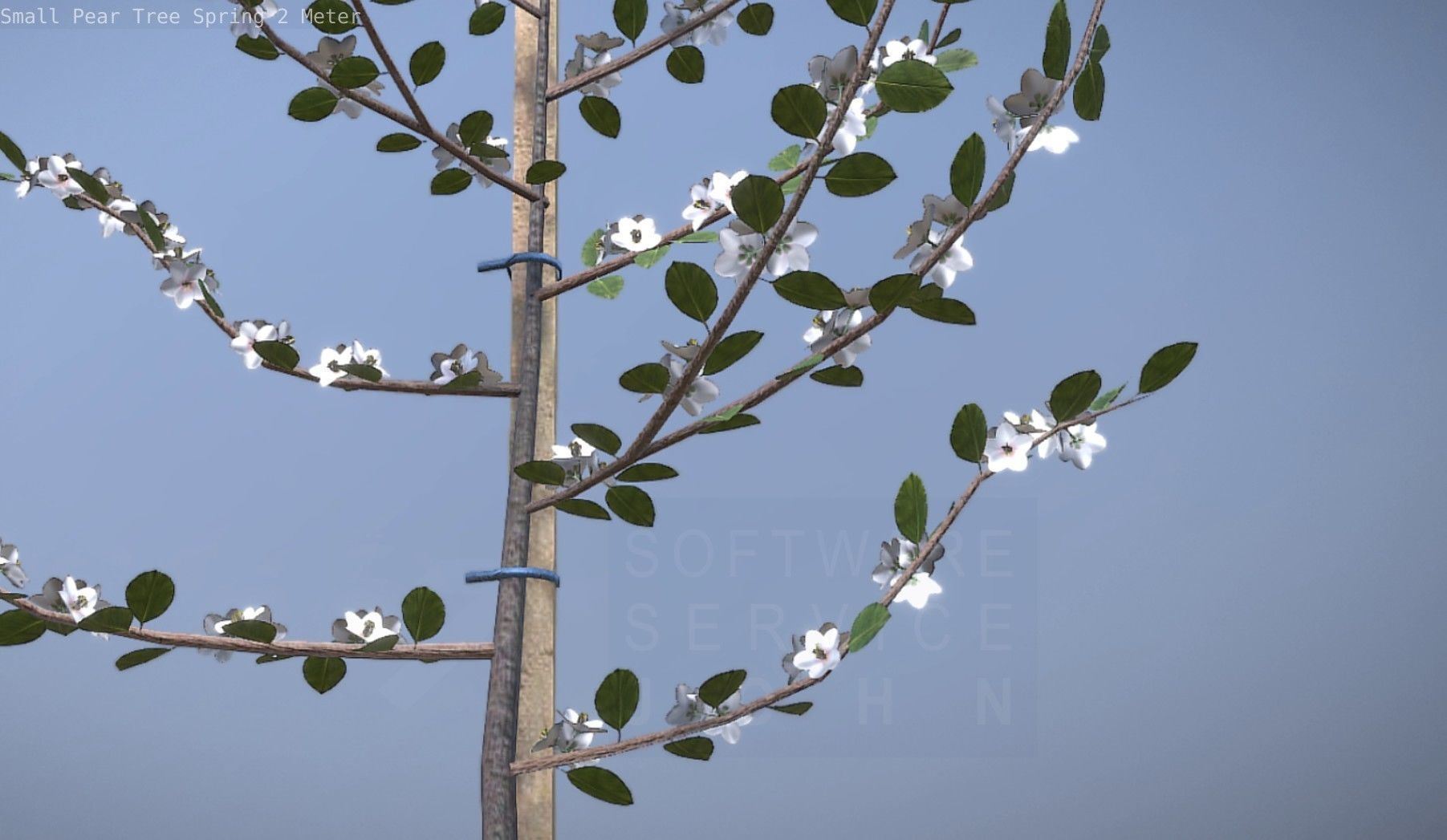 Small Pear Tree Spring 2 Meter Low-poly 3D model_75