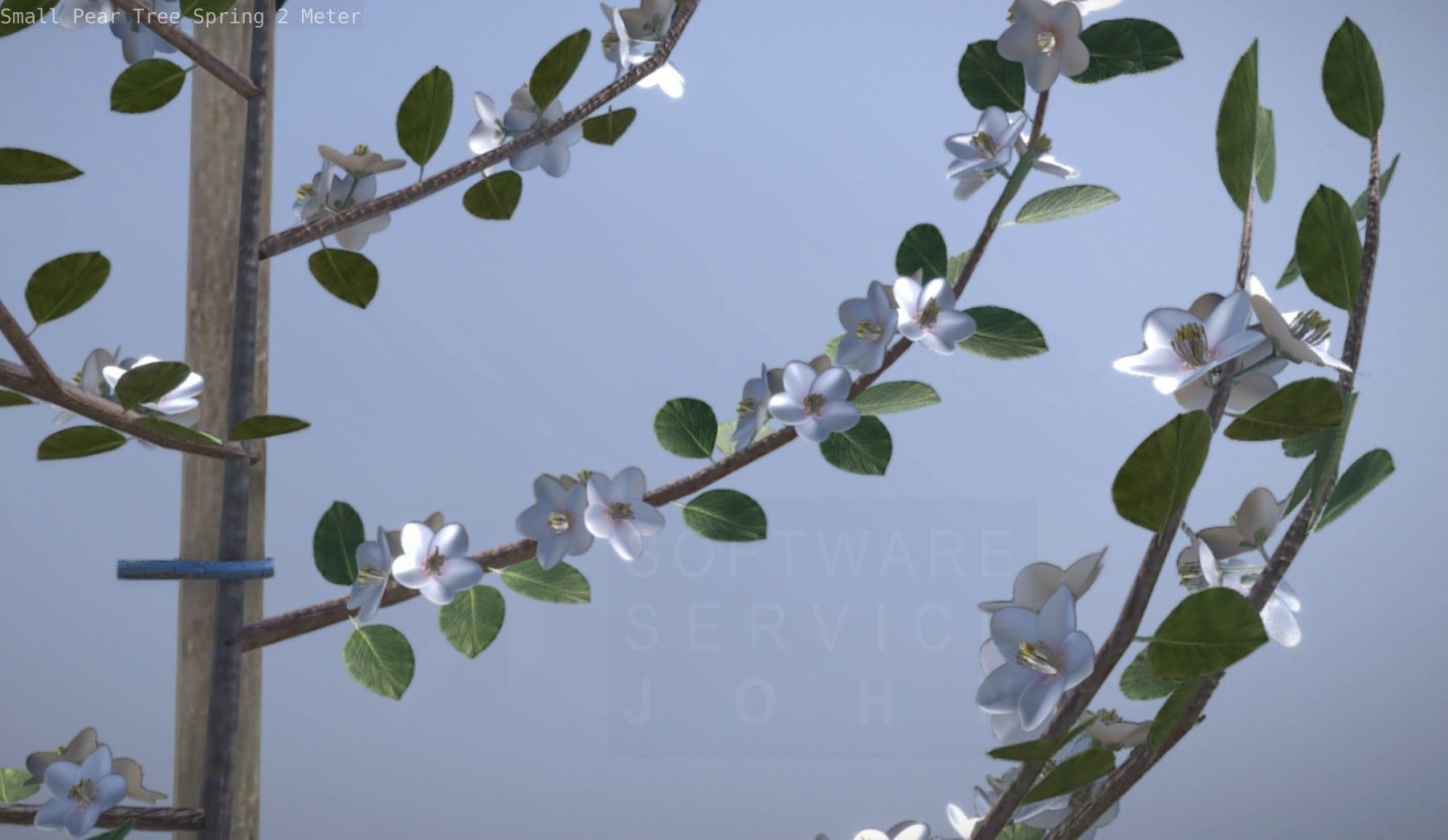 Small Pear Tree Spring 2 Meter Low-poly 3D model_42