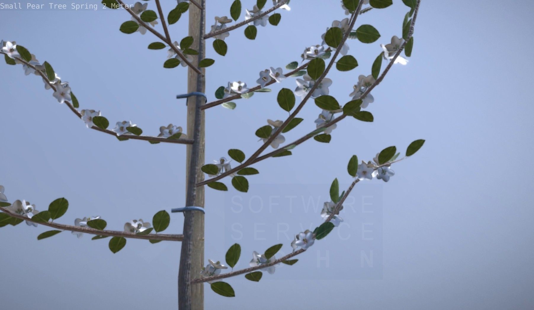 Small Pear Tree Spring 2 Meter Low-poly 3D model_72