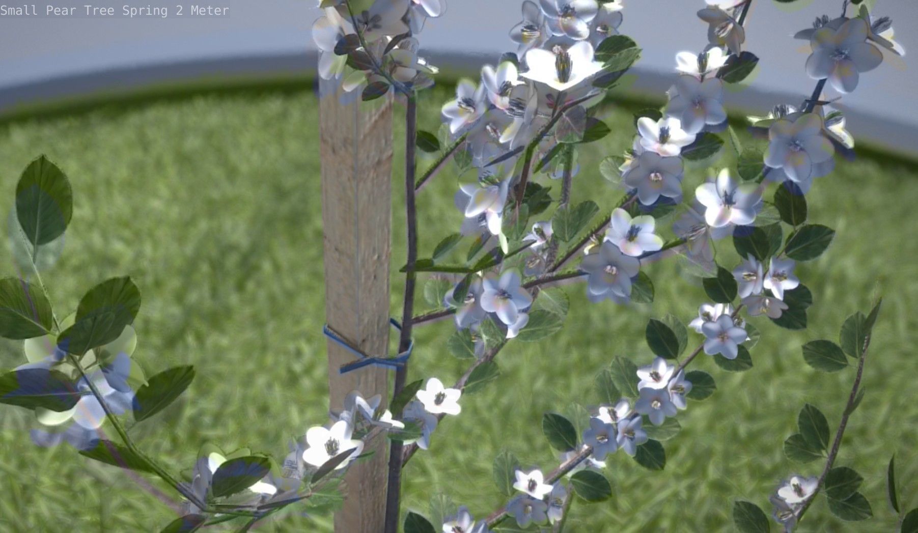 Small Pear Tree Spring 2 Meter Low-poly 3D model_66