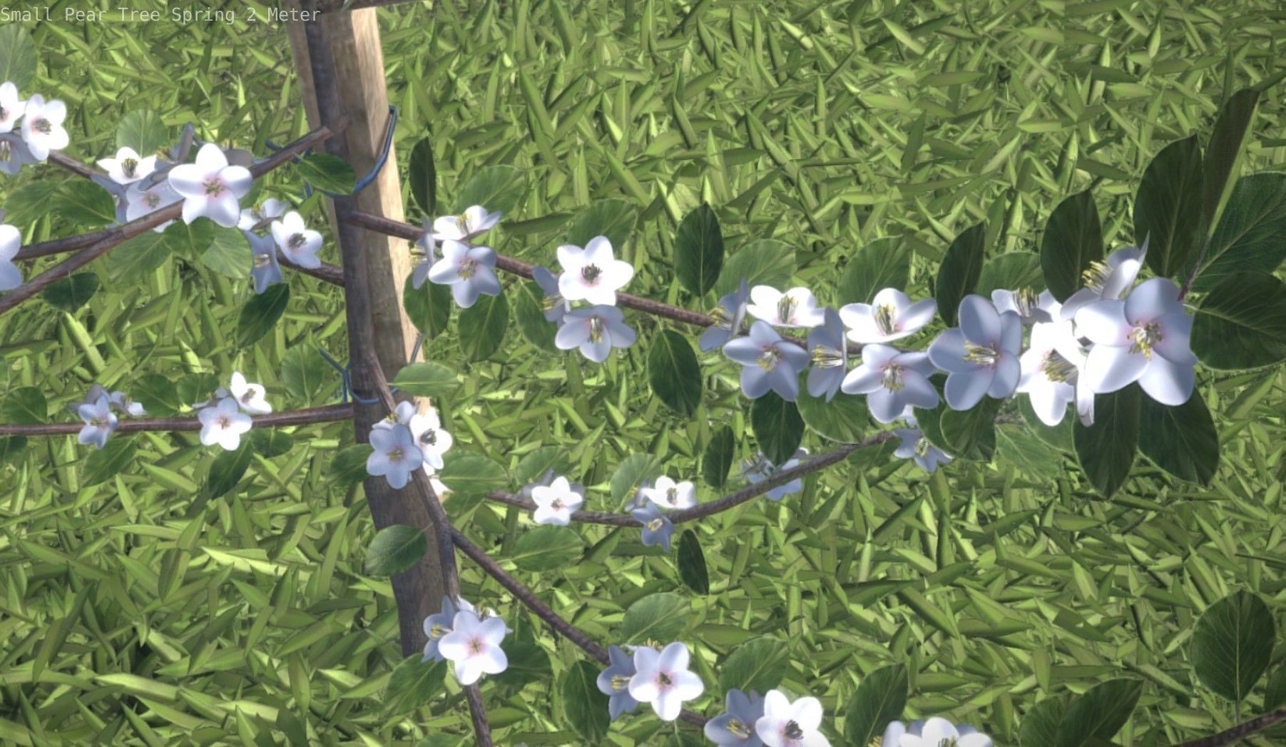 Small Pear Tree Spring 2 Meter Low-poly 3D model_47