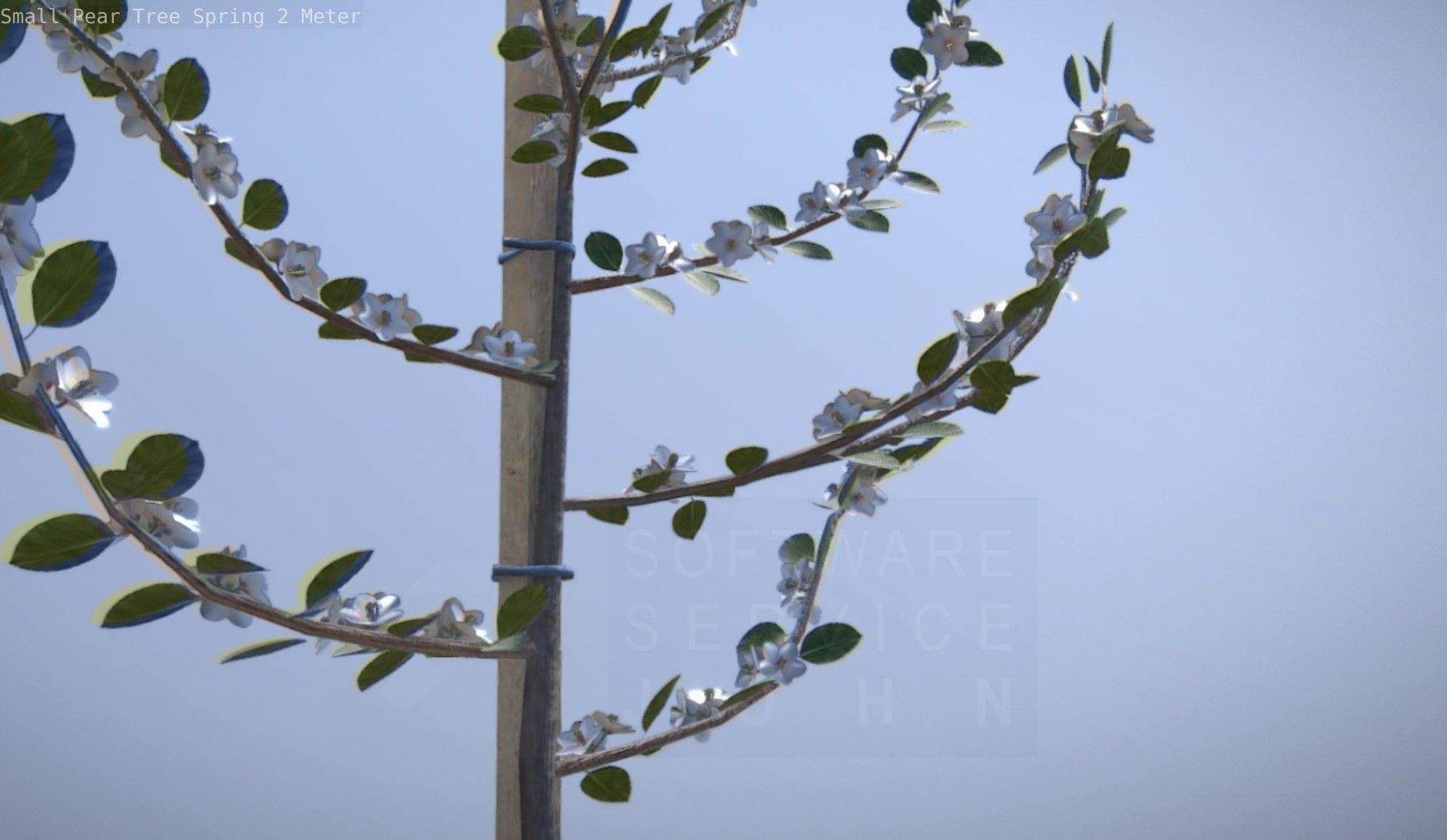 Small Pear Tree Spring 2 Meter Low-poly 3D model_69
