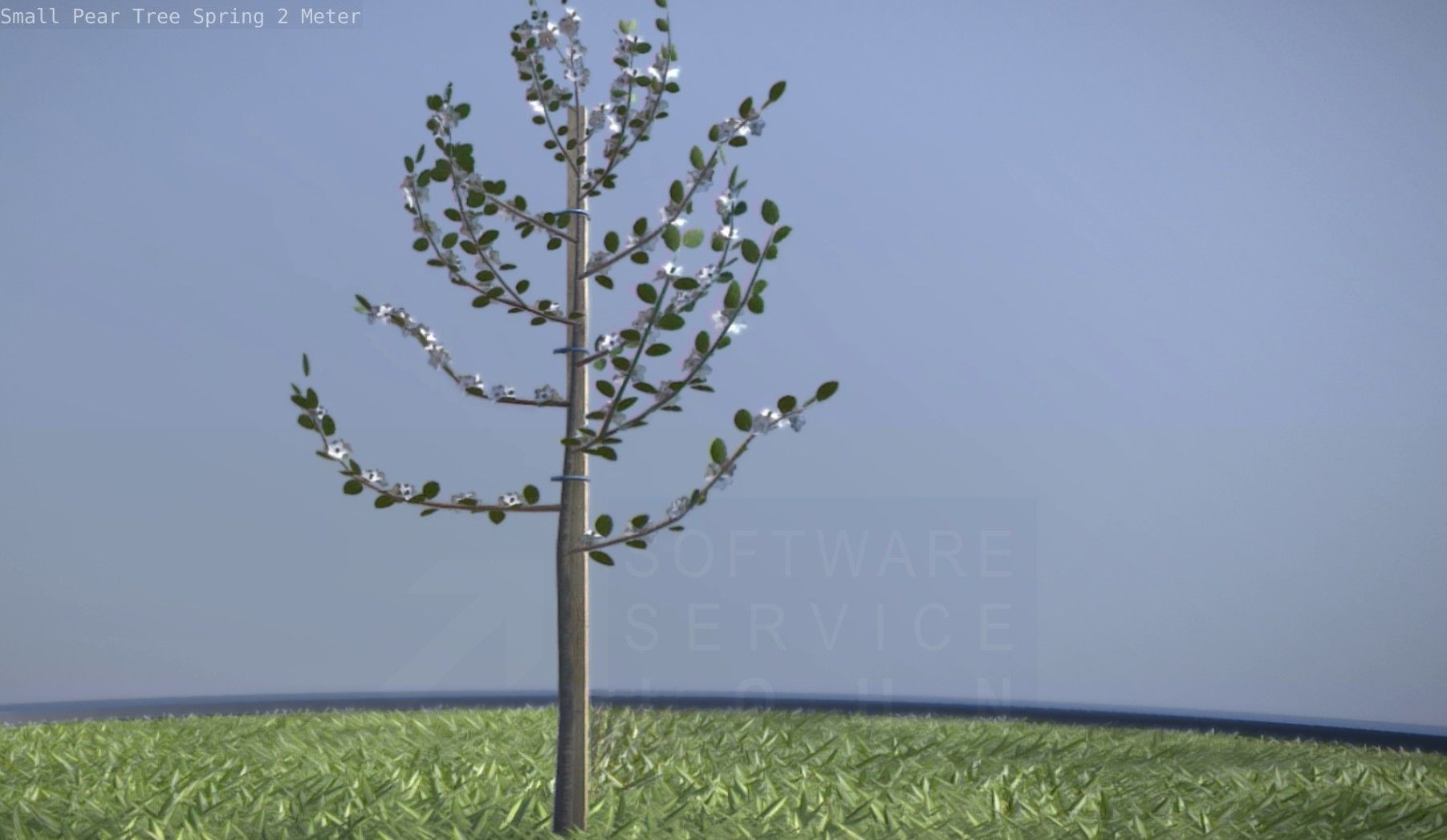 Small Pear Tree Spring 2 Meter Low-poly 3D model_25