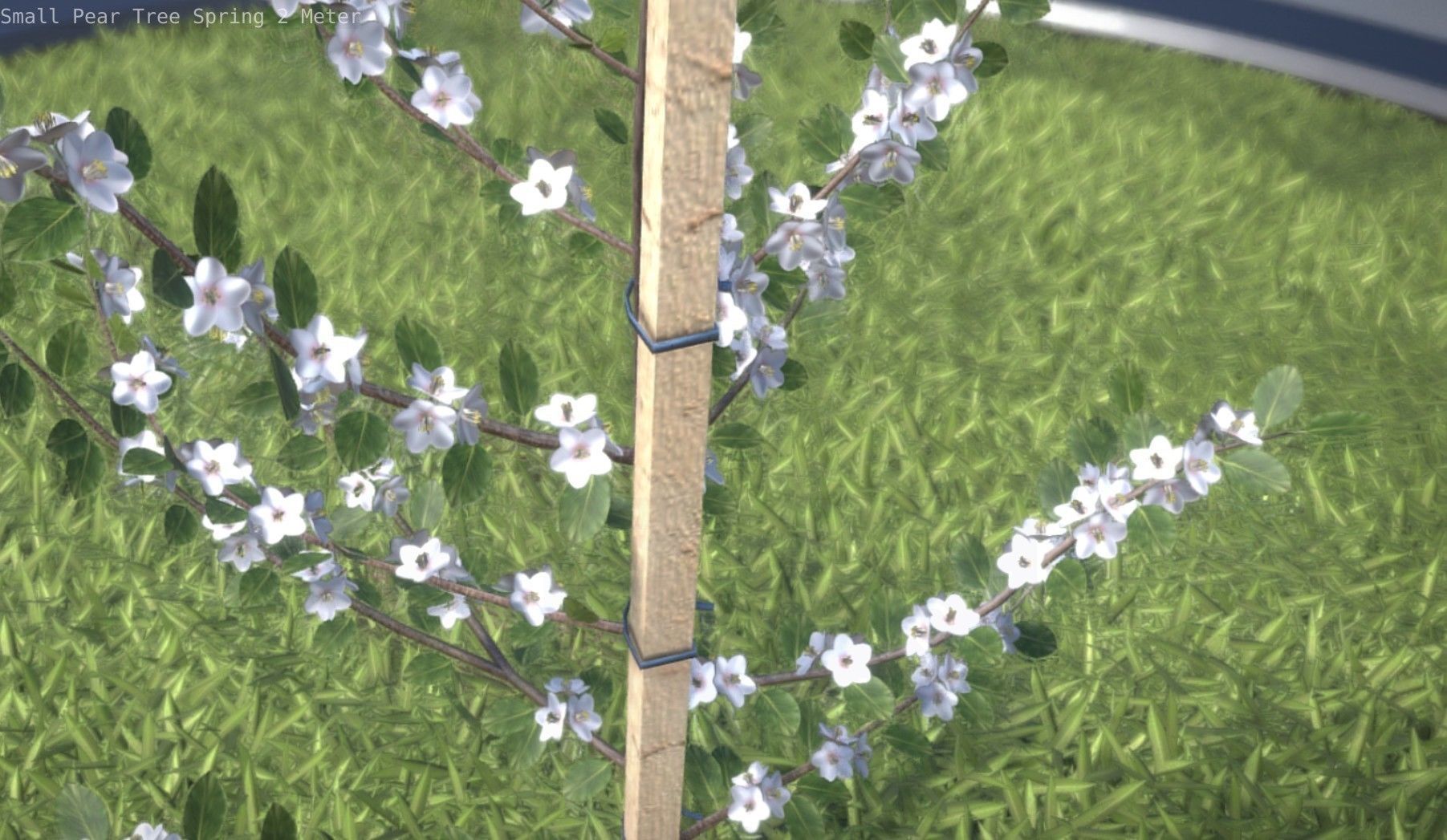 Small Pear Tree Spring 2 Meter Low-poly 3D model_65