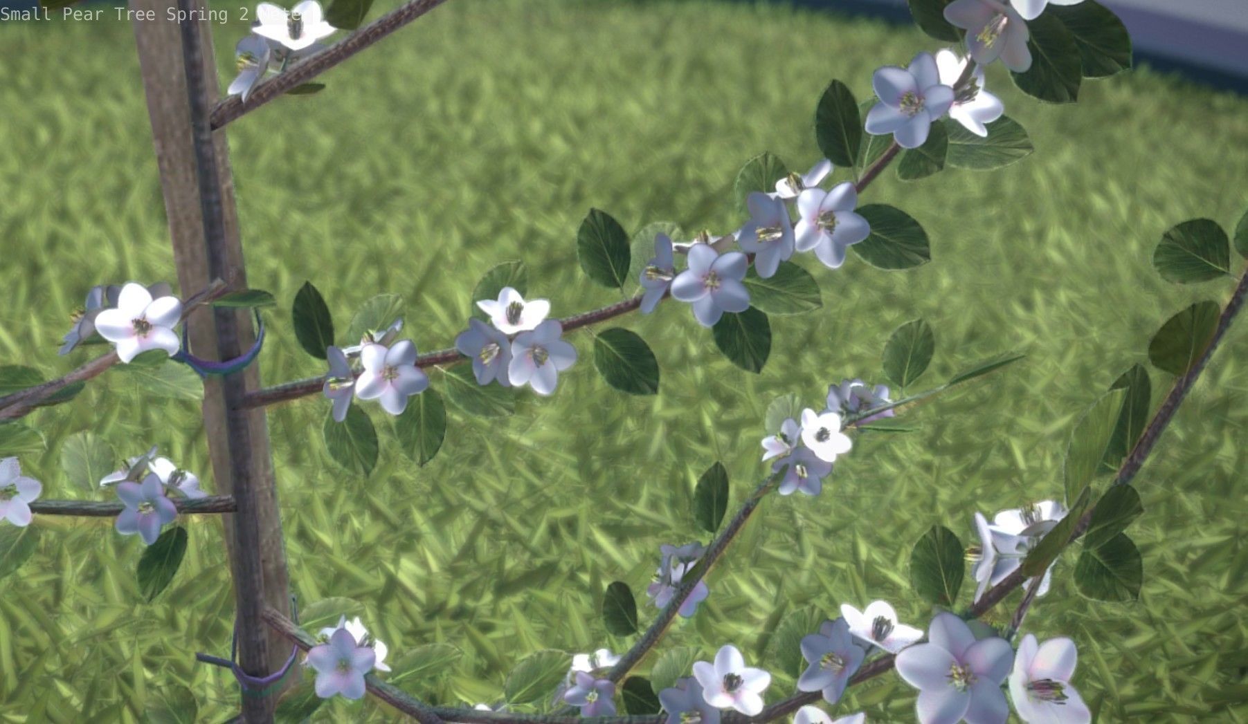 Small Pear Tree Spring 2 Meter Low-poly 3D model_44