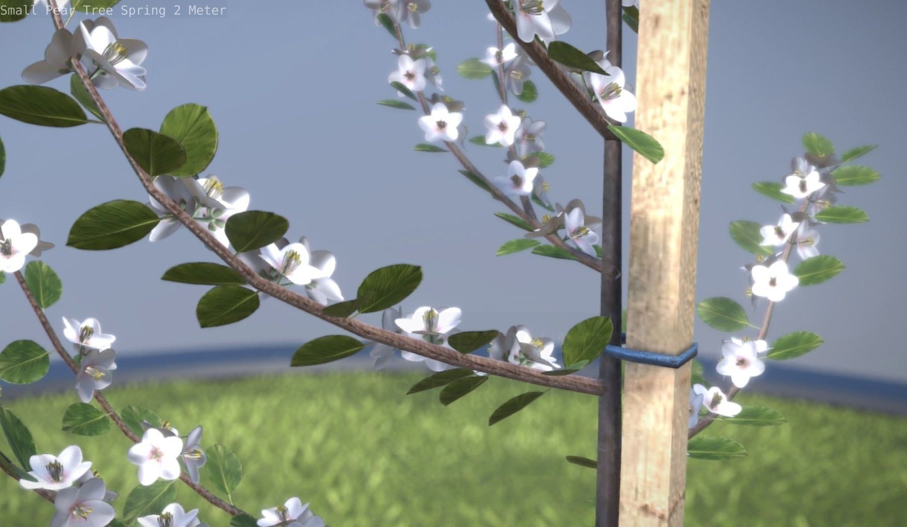 Small Pear Tree Spring 2 Meter Low-poly 3D model_38