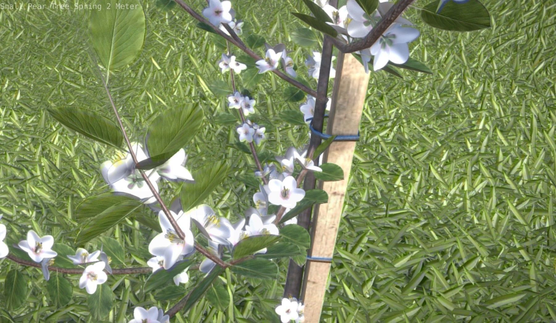 Small Pear Tree Spring 2 Meter Low-poly 3D model_49
