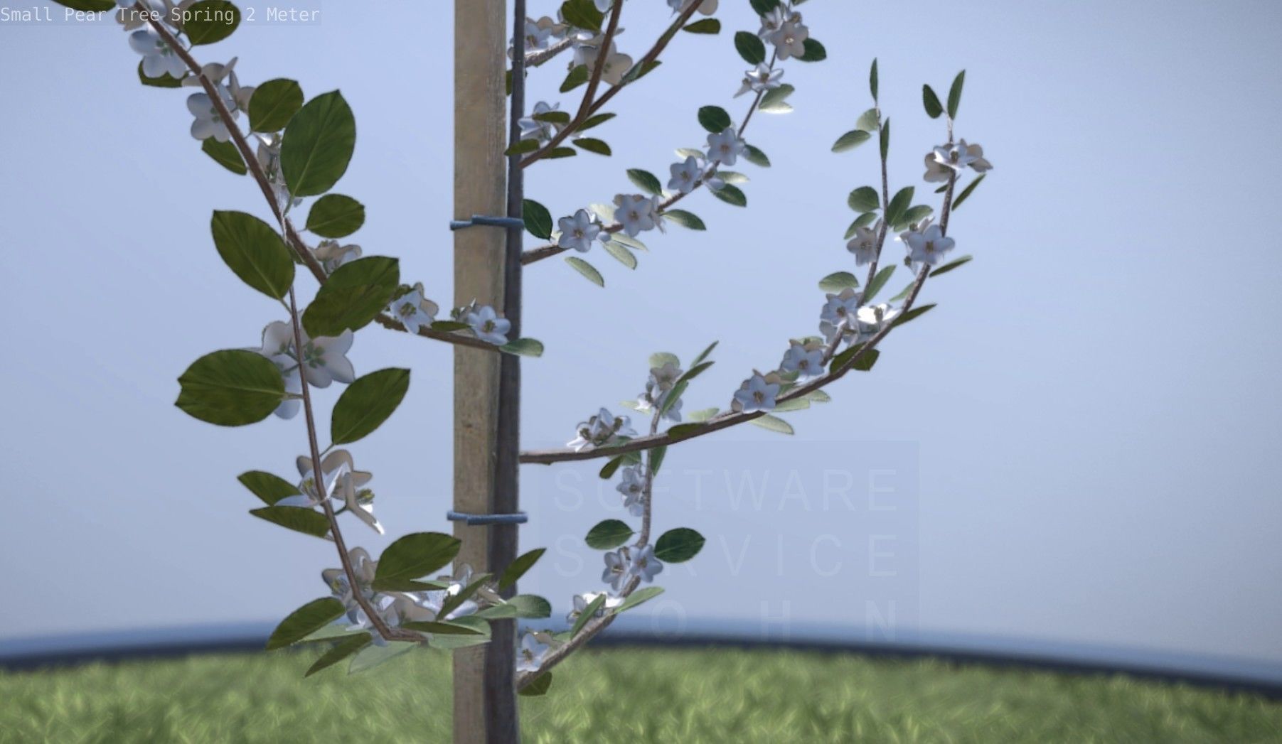 Small Pear Tree Spring 2 Meter Low-poly 3D model_70