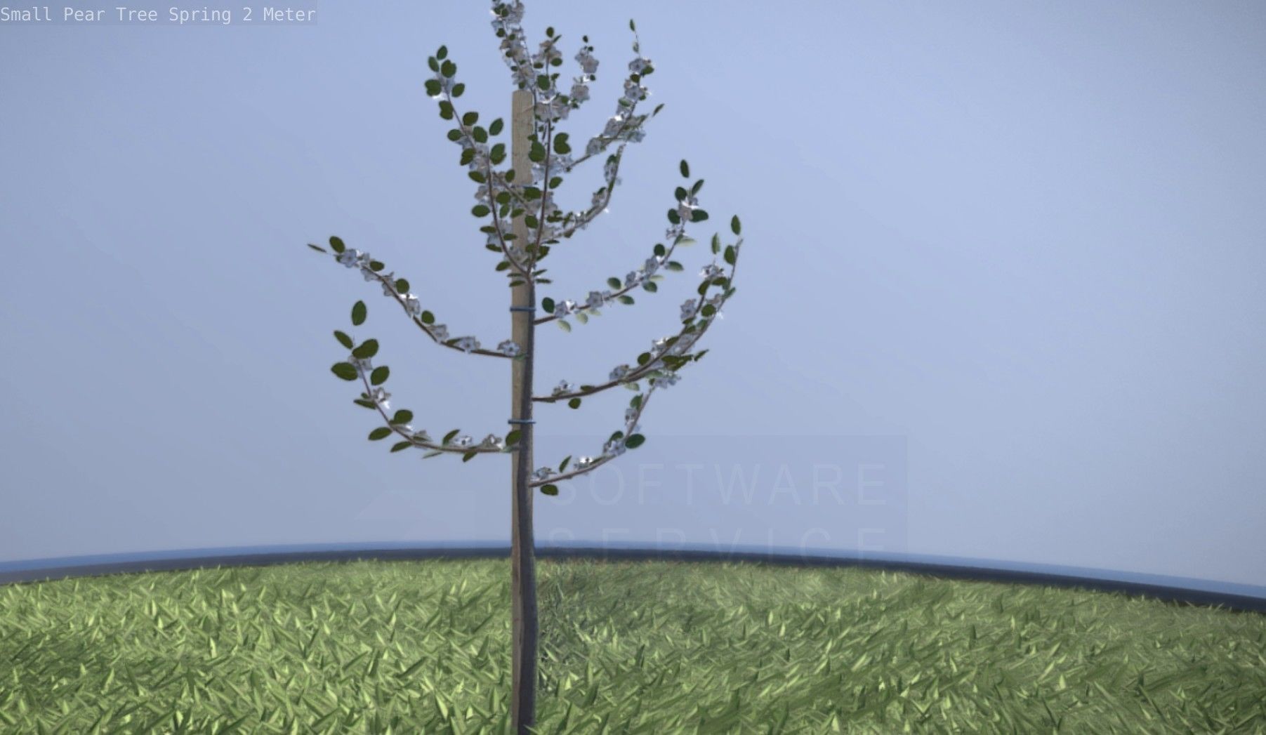 Small Pear Tree Spring 2 Meter Low-poly 3D model_27