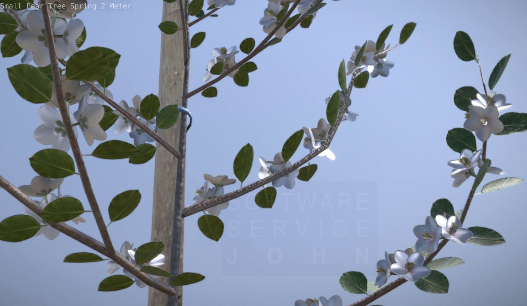Small Pear Tree Spring 2 Meter Low-poly 3D model_61