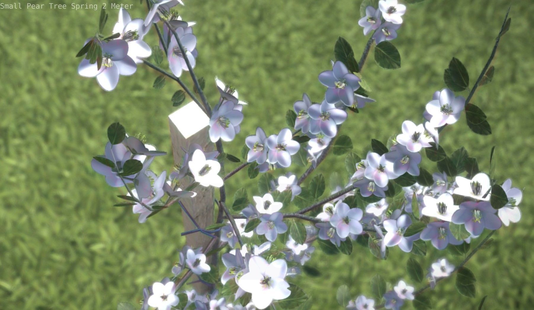 Small Pear Tree Spring 2 Meter Low-poly 3D model_57