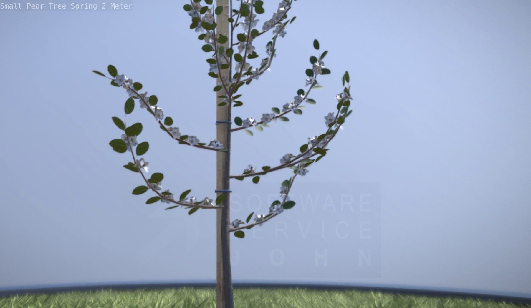 Small Pear Tree Spring 2 Meter Low-poly 3D model_32