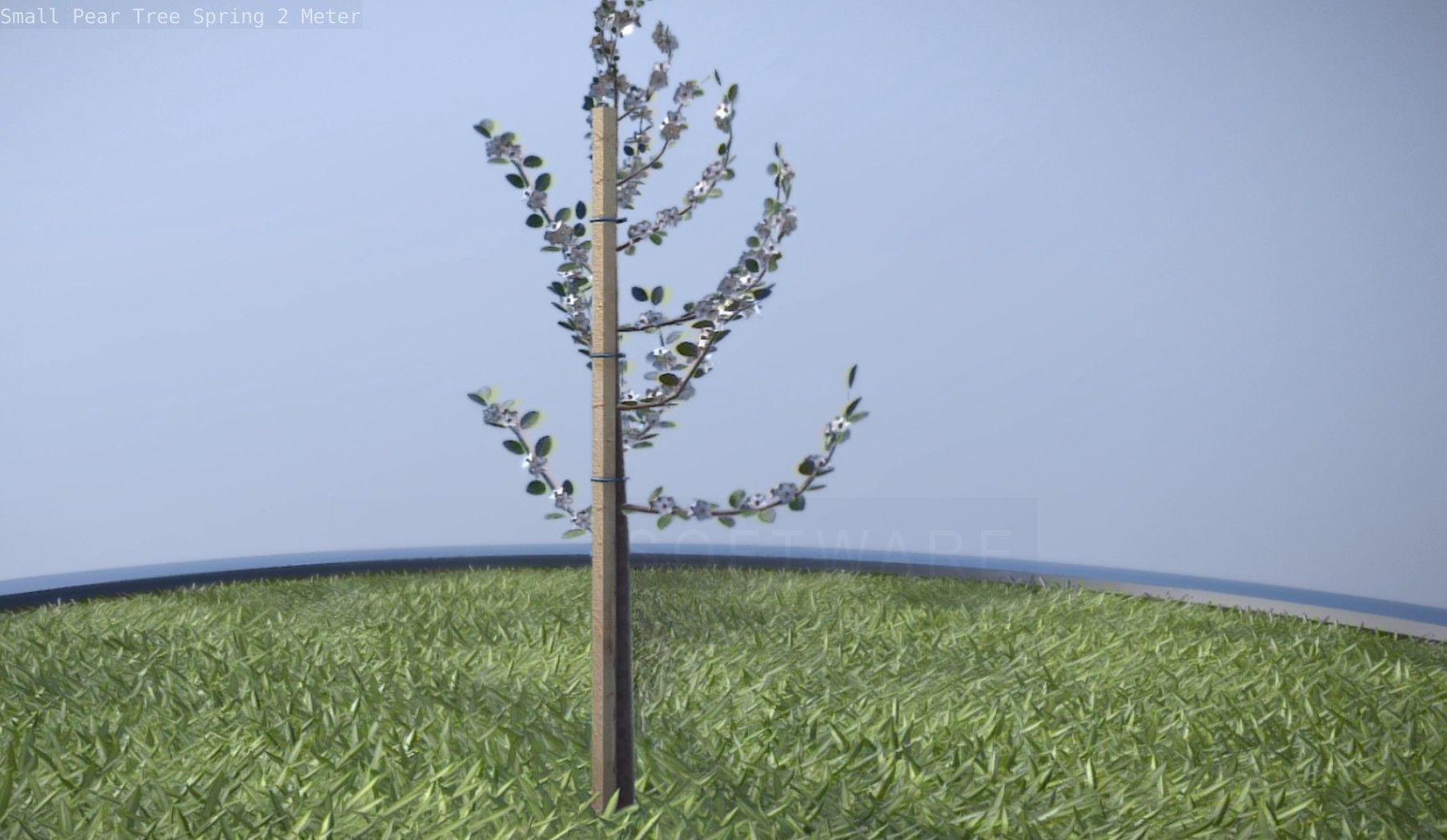 Small Pear Tree Spring 2 Meter Low-poly 3D model_21