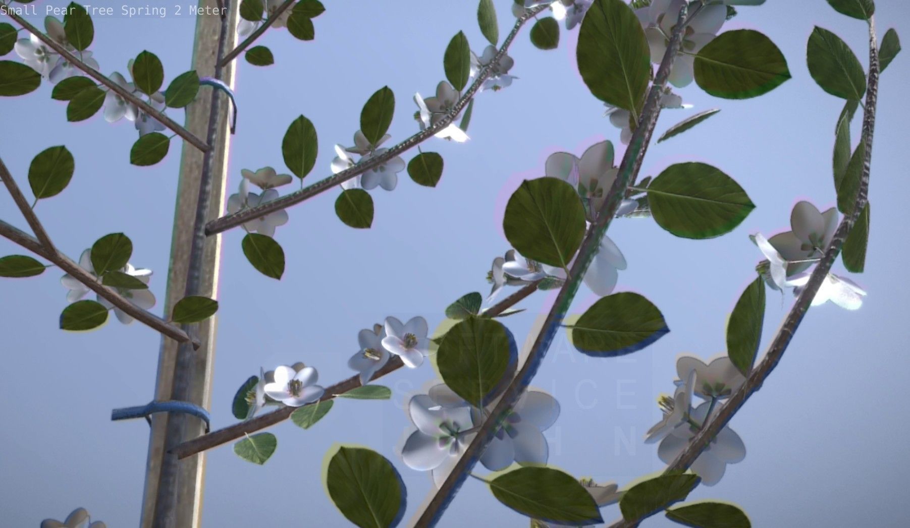 Small Pear Tree Spring 2 Meter Low-poly 3D model_46