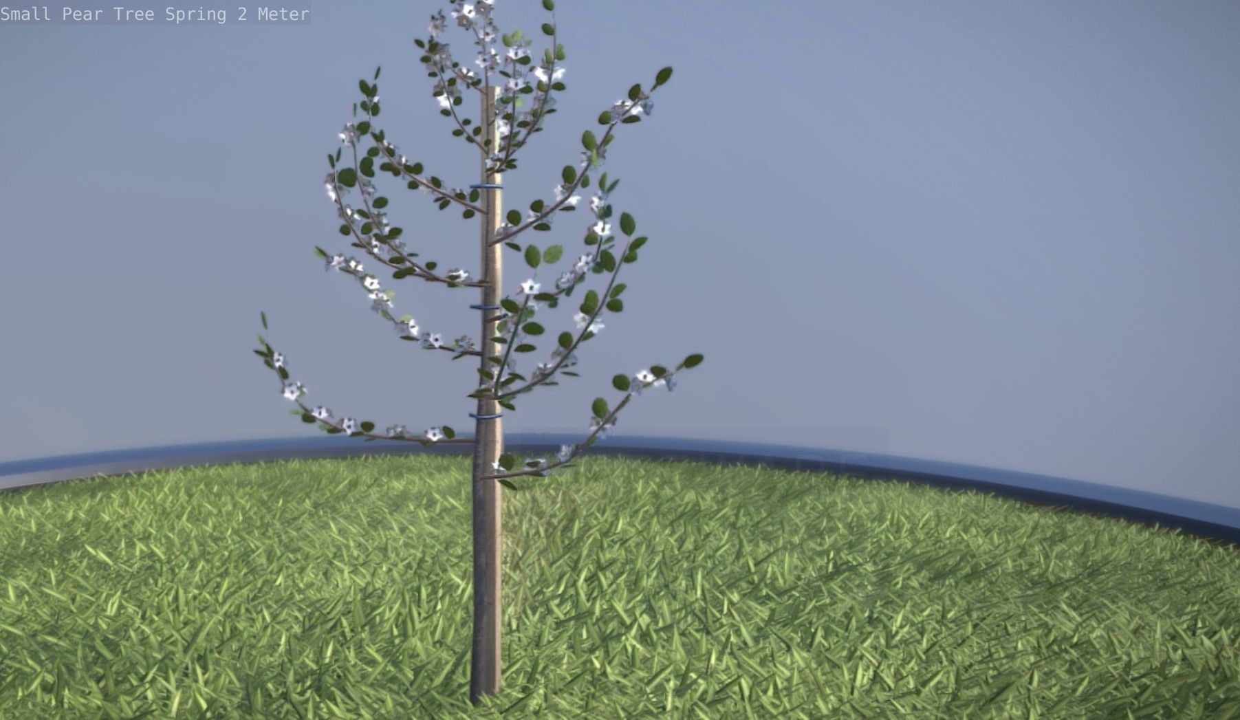 Small Pear Tree Spring 2 Meter Low-poly 3D model_17